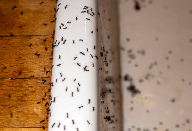 Best Wildlife Control Services  in Winder, GA